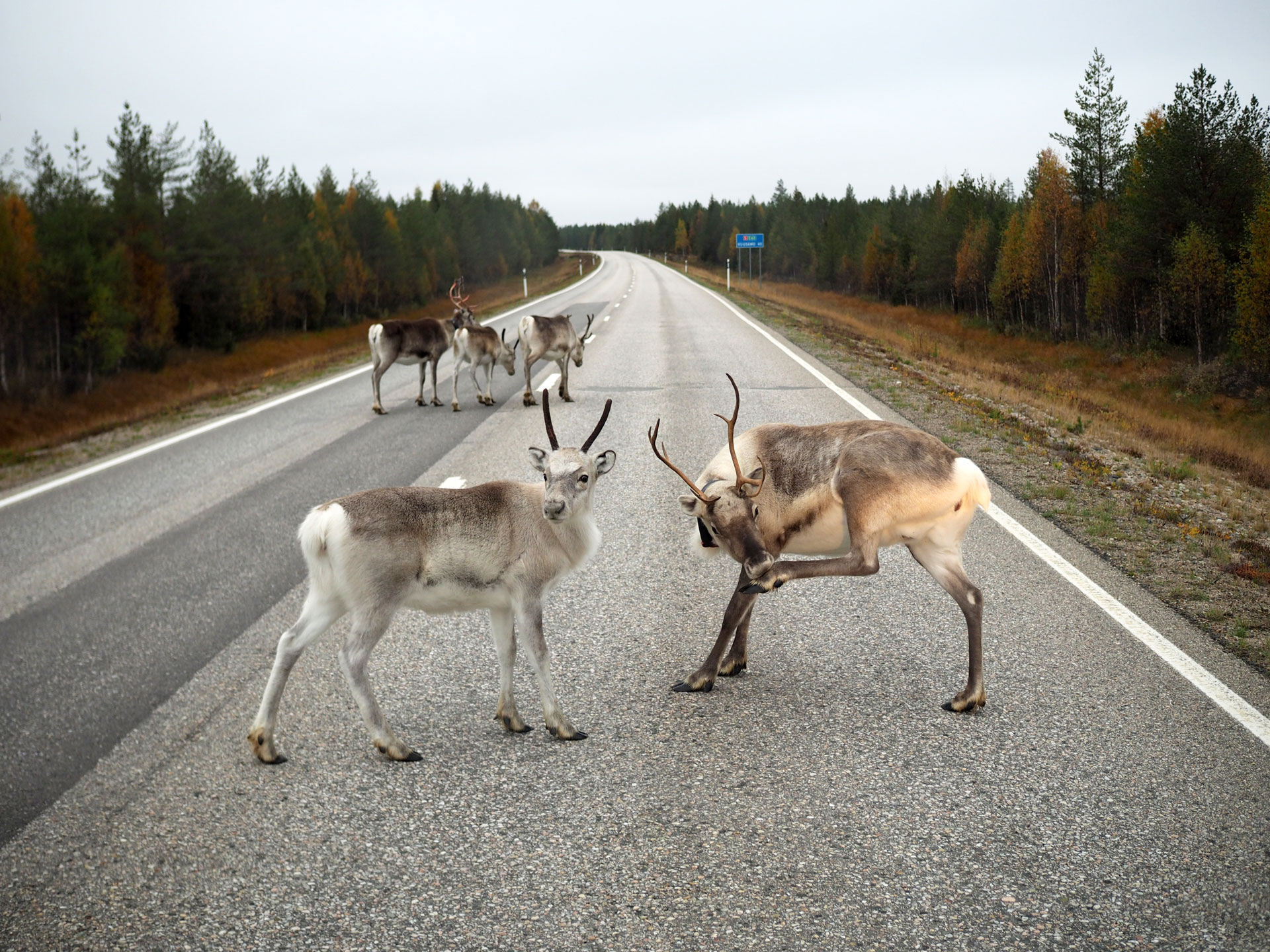 Lappi matkavalokuvaus