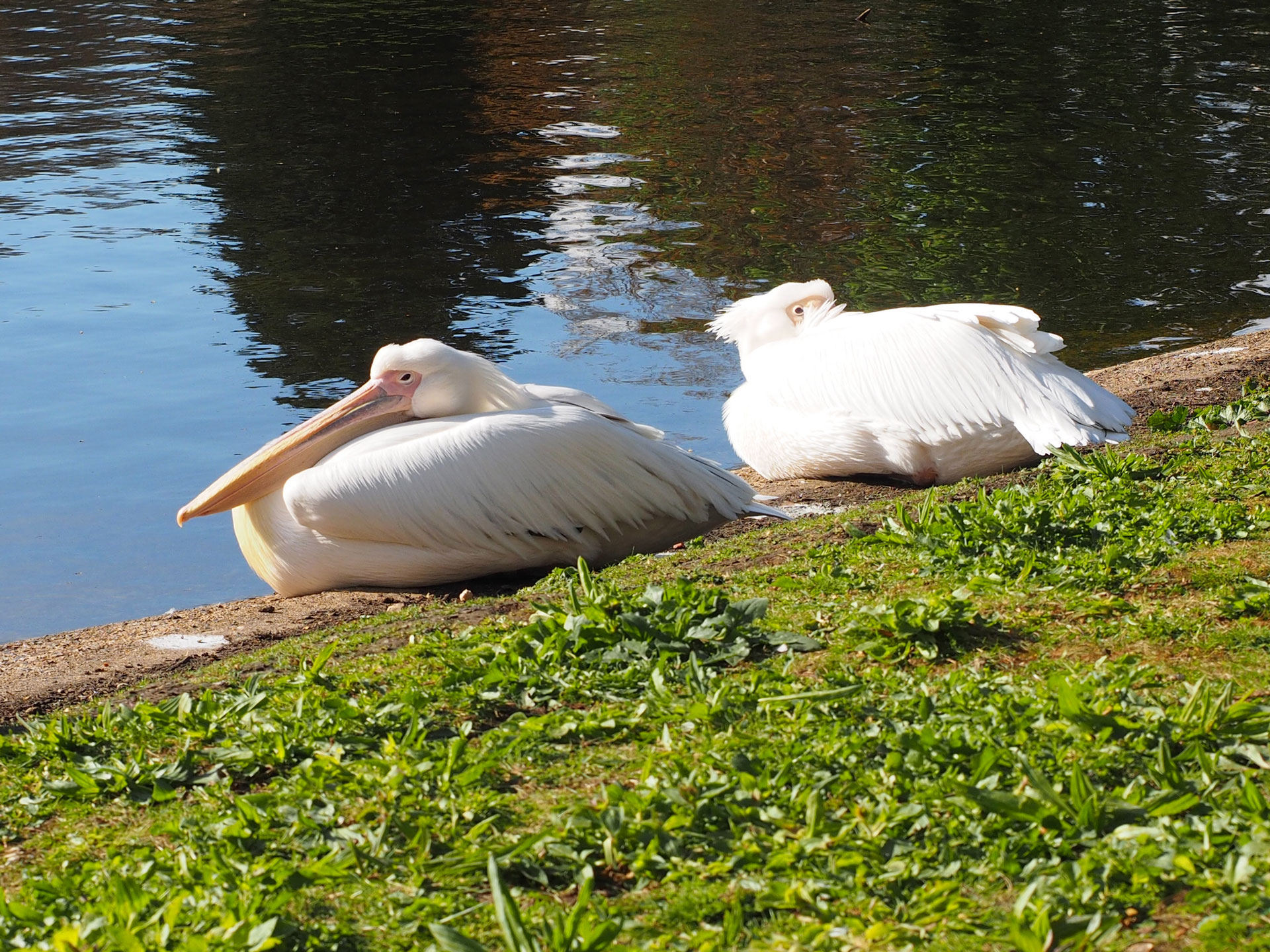 St. James Park - Lontoo