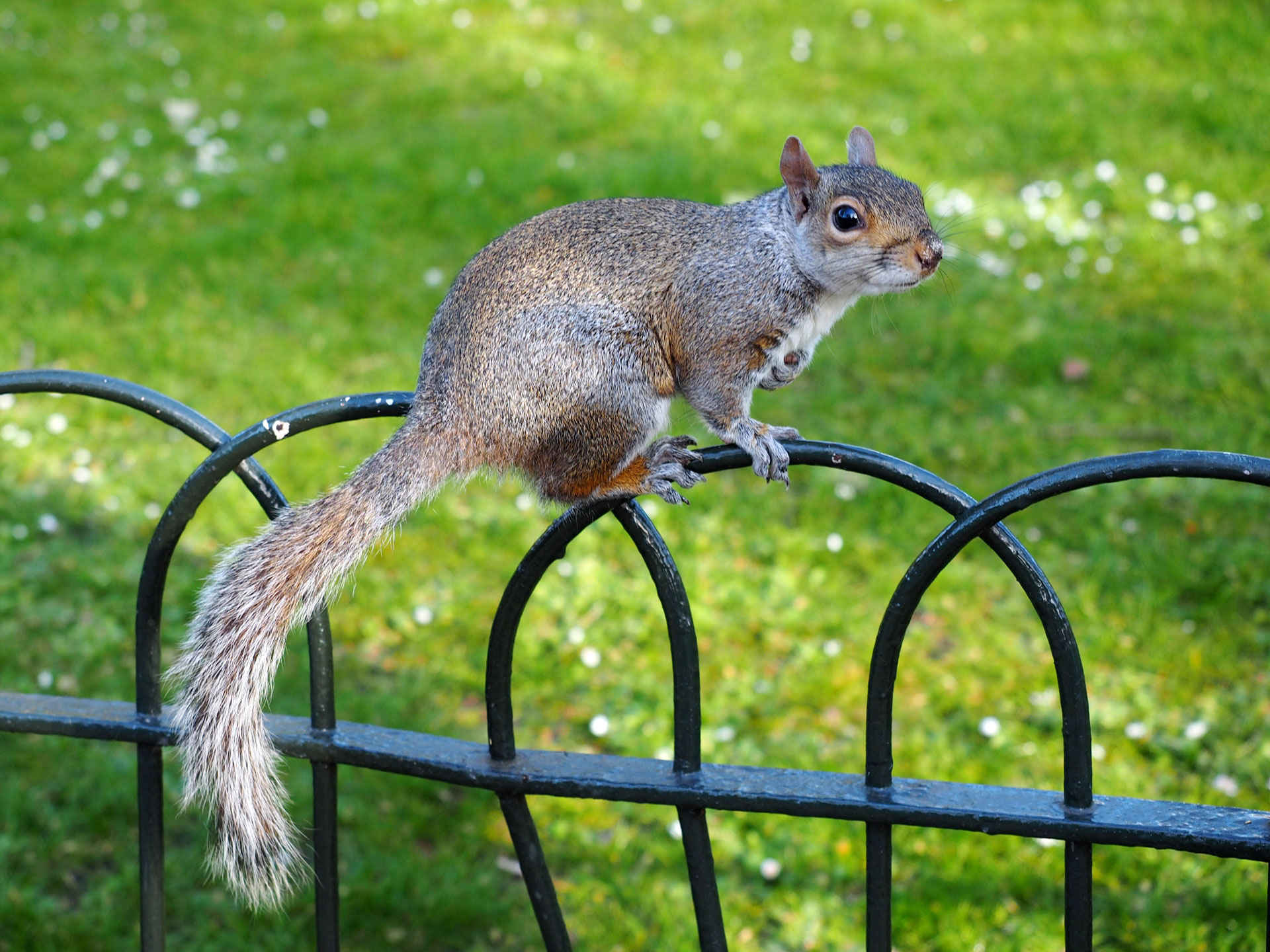 St. James Park - Lontoo