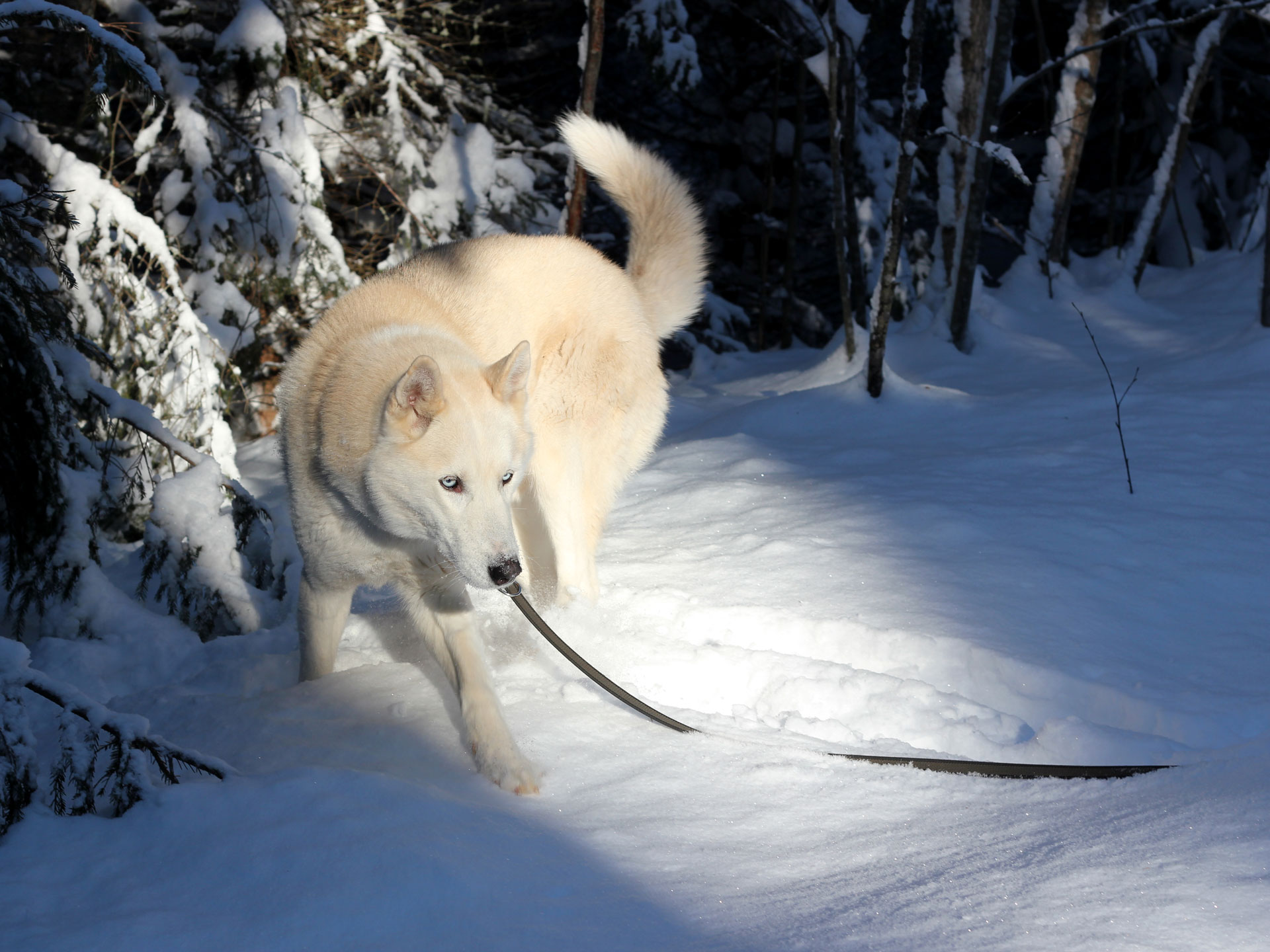 Siperianhusky lemmikkinä