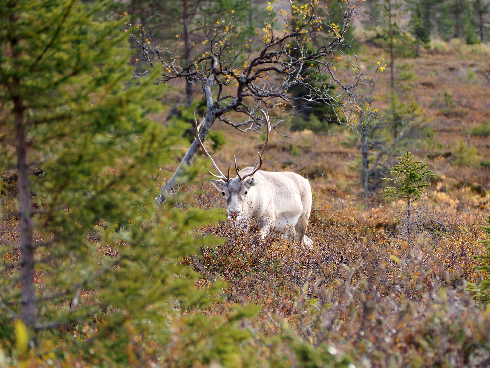 Pallas-Yllästunturin kansallispuisto - Road trip pohjoiseen